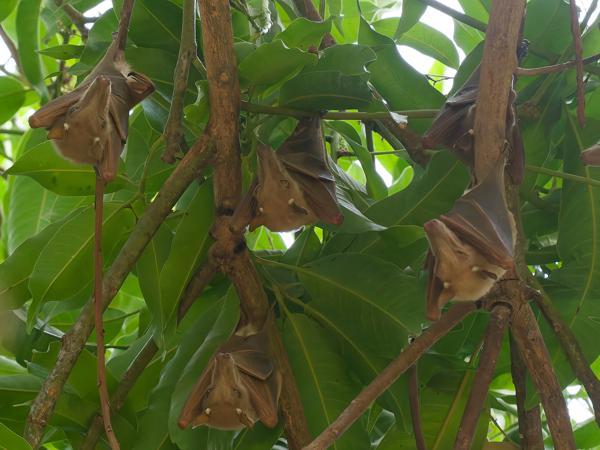 <h3><a href="/trips/gambia/biota/animalia/chordata/mammalia/chiroptera/pteropodidae/epomophorus gambianus/epomophorus gambianus-nl.html">Epomophorus&nbsp;gambianus</a> / Gambian&nbsp;epauletted&nbsp;fruit&nbsp;bat / </h3>OM-1 Mark II met OLYMPUS M.150-400mm F4.5 TC, 1/640 sec  bij F7.1, ISO 10000, afstand 8.3&nbsp;m